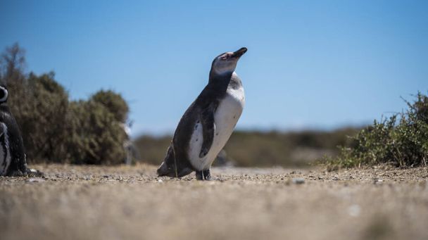 美しい隔離されたペンギンは、アルゼンチンのプエルトマドリン市の近くにあるパタゴニア北部の自然国立公園に無料で住んでいます。夏の日に自然保護区としてユネスコ世界遺産. - 写真・画像