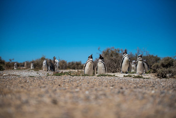 Magellán-pingvinek (Spheniscus magellanicus) kolóniája Isla Magdalenán a Magellán-szorosban, Chilében. - Fotó, kép