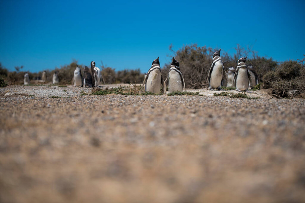 Magellán-pingvinek (Spheniscus magellanicus) kolóniája Isla Magdalenán a Magellán-szorosban, Chilében. - Fotó, kép