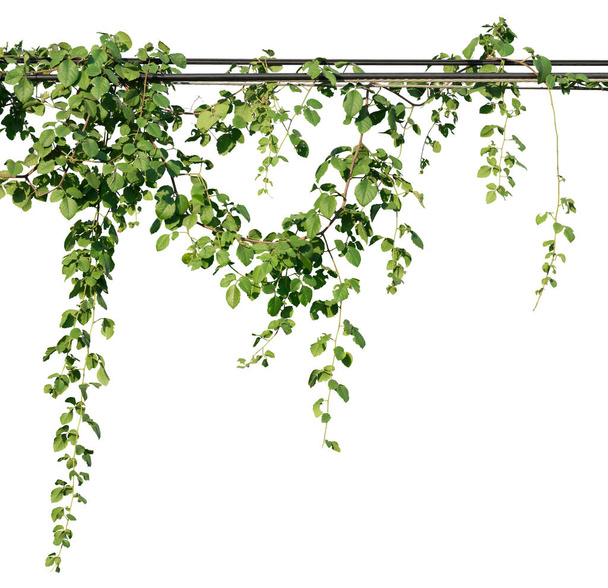 Plantas de vid, hojas verdes aisladas sobre fondo blanco tienen camino de recorte - Foto, imagen