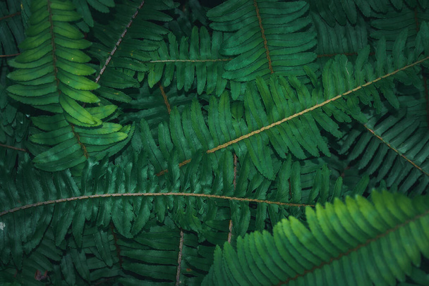 Зеленая растительная текстура листьев природы - Фото, изображение