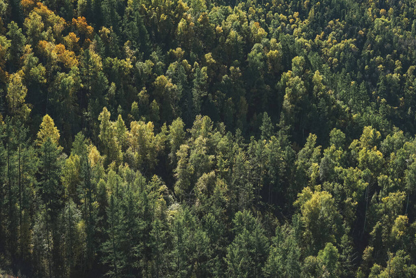 Zöld sűrű őszi tűlevelű erdő hegyek, fenyők és fenyők texturált természetes háttér - Fotó, kép