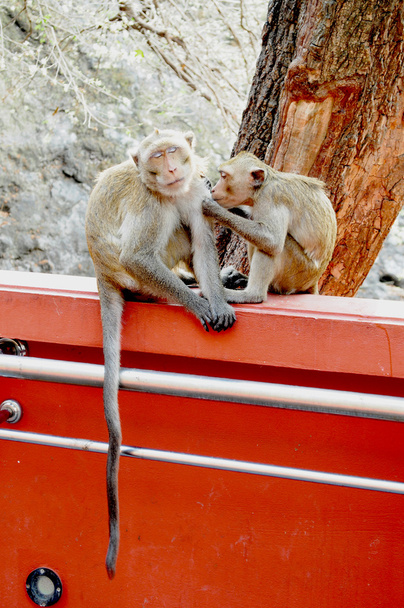 Dos monos sentados en la pared
 - Foto, imagen