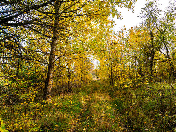 Dirt road overgrown with green grass in the autumn forest. - Foto, afbeelding