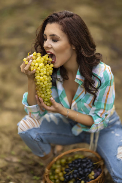 ブドウ畑でブドウを食べる若い女性ブドウ畑で美しい女性 - 写真・画像