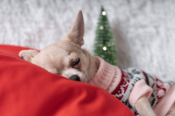 Милая маленькая рождественская собачка чихуахуа в свитере лежит на одеяле - Фото, изображение