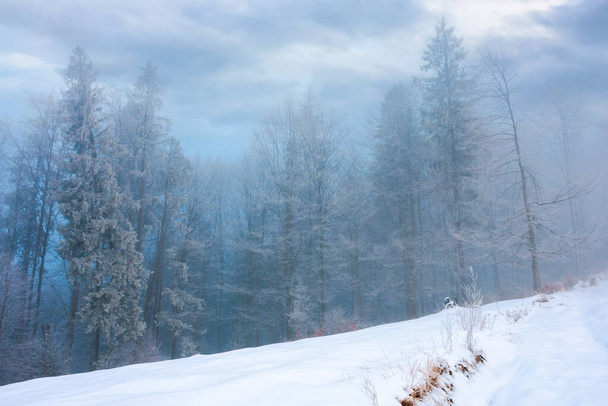 bosque en una mañana brumosa. árboles en las heladas. hermoso paisaje de invierno en el tiempo brumoso - Foto, imagen