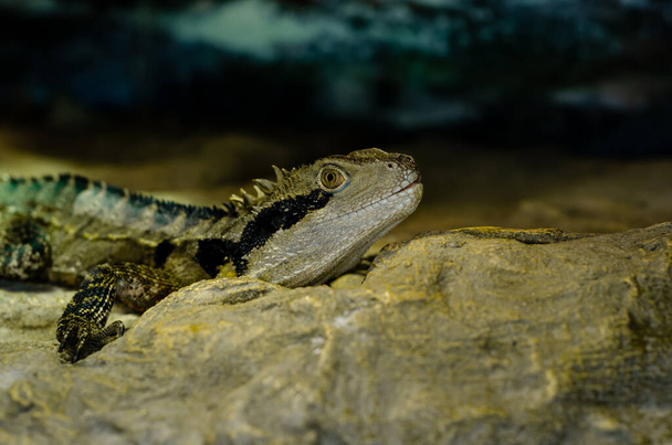 El dragón de agua australiano (Intellagama lesueurii) - Foto, Imagen