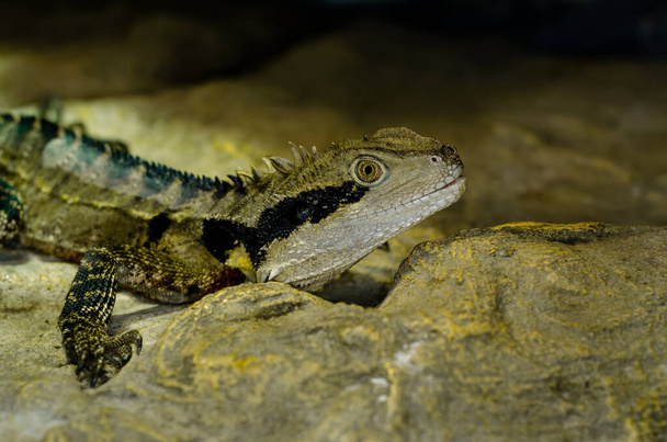 El dragón de agua australiano (Intellagama lesueurii) - Foto, Imagen