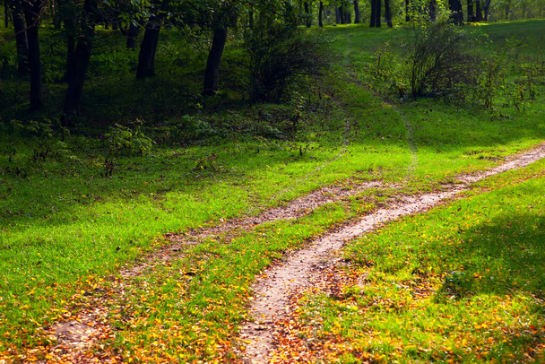 Herfst wandelpad in het bos  - Foto, afbeelding