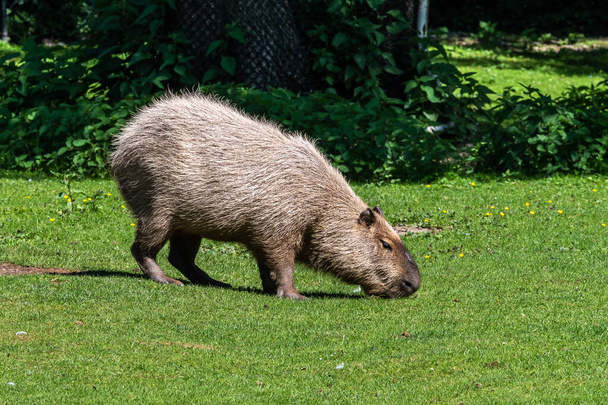 The capybara, Hydrochoerus hydrochaeris is a mammal native to South America. It is the largest living rodent in the world. - Photo, Image