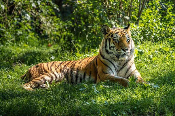 El tigre siberiano, Panthera tigris altaica es el gato más grande del mundo - Foto, imagen