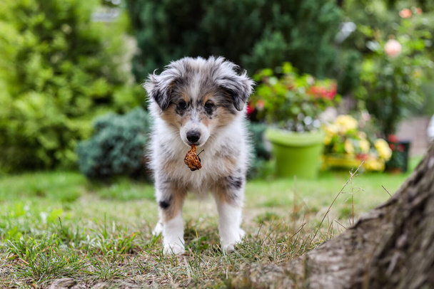 Pequeño perro pastor shetland sheltie cachorro de pie en el jardín con manzana podrida. Foto tomada en un cálido día de verano. Cachorro mirando hacia la cámara. - Foto, Imagen