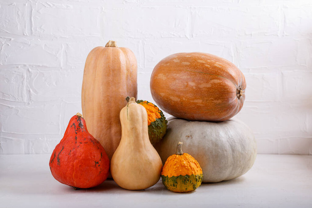 Different varieties of pumpkins and squashes on white background. Copy space. - Photo, Image