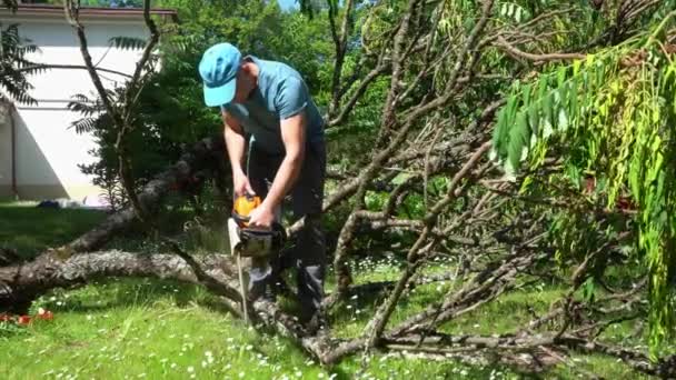 Male worker with chainsaw and cut branches of decorative tree fall down. Gimbal - Footage, Video