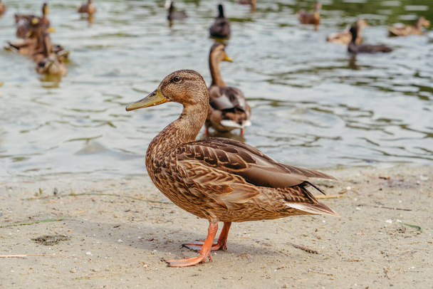 Ducks. Wild ducks swim in the pond. - Zdjęcie, obraz