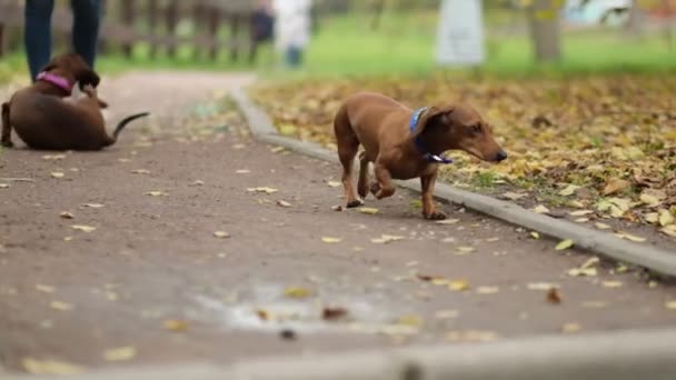 A beautiful dachshund puppy dog with sad eyes dog portrait. slow motion. close up Shot video - Footage, Video