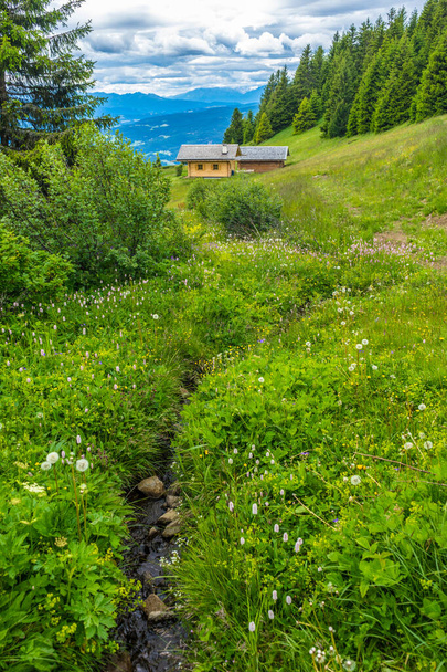 Włochy, Alpe di Siusi, Seiser Alm z Sassolungo Langkofel Dolomite, zbliżenie bujnego zielonego pola - Zdjęcie, obraz