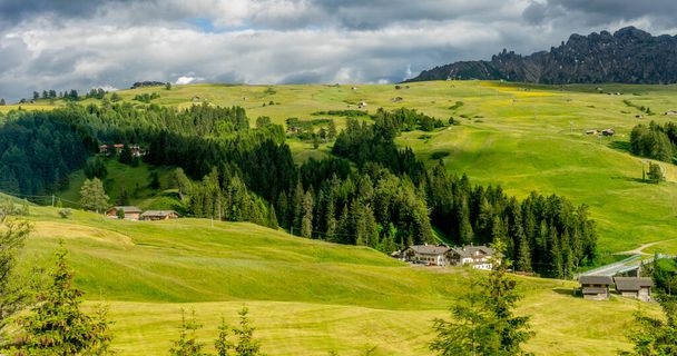 Olaszország, Alpe di Siusi, Seiser Alm with Sassolungo Langkofel Dolomite, egy szarvasmarha-állomány legeltetés egy buja zöld mezőn - Fotó, kép