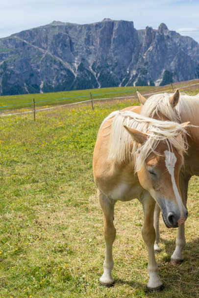 Alpe di Siusi, Seiser Alm con Sassolungo Langkofel Dolomite, un caballo semental marrón y blanco de pie sobre un exuberante campo verde - Foto, imagen