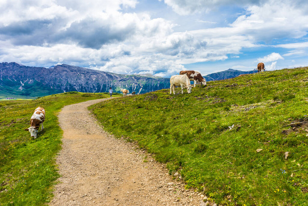 Italia, Alpe di Siusi, Seiser Alm con Sassolungo Langkofel Dolomite, un rebaño de ganado de pie sobre un campo cubierto de hierba - Foto, imagen