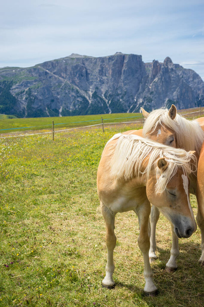 Alpe di Siusi, Seiser Alm és Sassolungo Langkofel Dolomite, egy barna és fehér csődör ló áll egy buja zöld mező tetején - Fotó, kép
