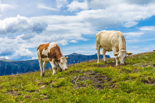 Italia, Alpe di Siusi, Seiser Alm con Sassolungo Langkofel Dolomite, una vaca marrón y blanca de pie sobre un exuberante campo verde - Foto, imagen