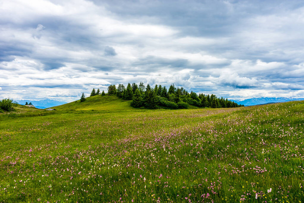 Italië, Alpe di Siusi, Seiser Alm met Sassolungo Langkofel Dolomiet, een close-up van een weelderig groen veld - Foto, afbeelding