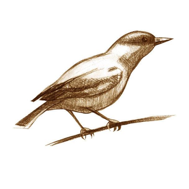 Pencil illustration, Oriole. Sitting forest bird drawn with brown pencil. Sepia. - Foto, Imagem