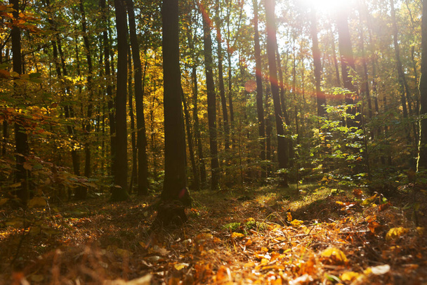 Árboles de otoño bajo el sol. Colorido paisaje otoñal - Foto, Imagen