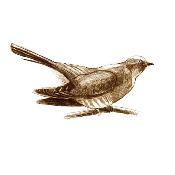 Ilustrace tužkou, kukačko. Sedící lesní pták nakreslený hnědou tužkou. Sepia. - Fotografie, Obrázek