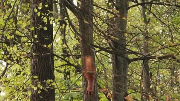 Červená veverka na stromě - Záběry, video