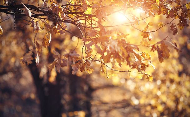 Δρυς κλαδιά το φθινόπωρο με ξεθωριασμένα φύλλα. Χρυσό φθινόπωρο. - Φωτογραφία, εικόνα