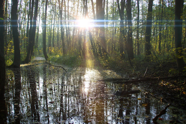 自然プールと水の保持を復元します。生態系と環境。秋の季節に池。中央ヨーロッパのマングローブ林. - 写真・画像