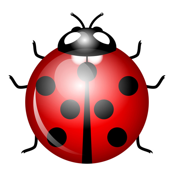 Vector Illustration of ladybird (symbol of good luck) - Vetor, Imagem