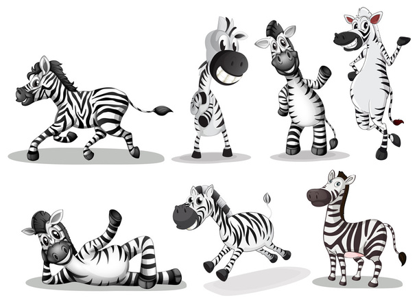Verspielte Zebras - Vektor, Bild