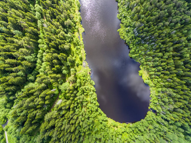 Wild spruce forest surrounds a small forest lake in summer, aerial view - Photo, Image
