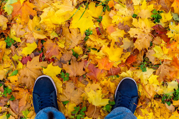 Man in sneakers stands on a carpet of fallen autumn maple leaves - Photo, Image