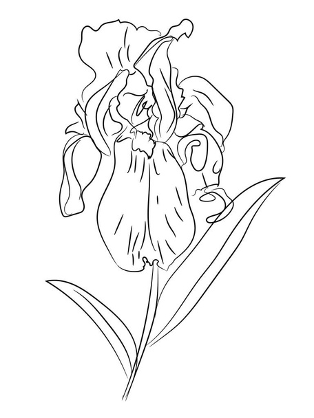 Iris kukka linja taide vektori kuvitus valkoisella taustalla. Musta ja valkoinen kasvitieteellinen vektorikuva. - Vektori, kuva