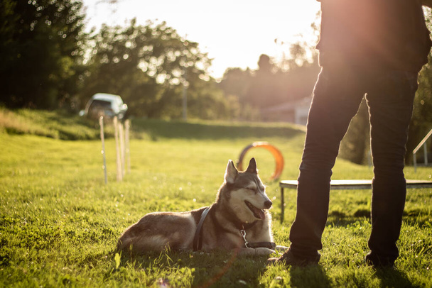 férfi edzés fürgeség egy kutya a háttérben fény. - Fotó, kép