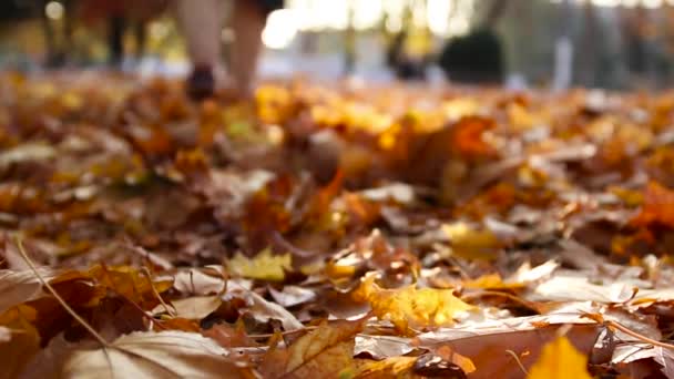 Женщина уходит через осенние листья в парке в солнечный день - Кадры, видео