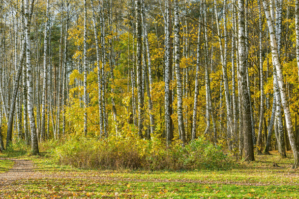 Birch tree grove at autumn day time. - Фото, изображение