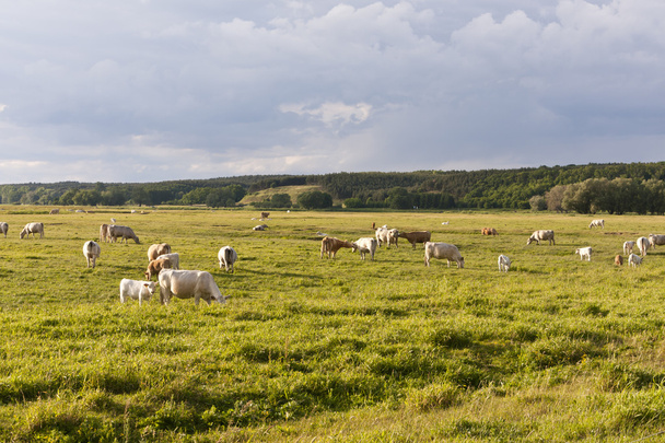Rinderherde auf einer Weide - Foto, Bild