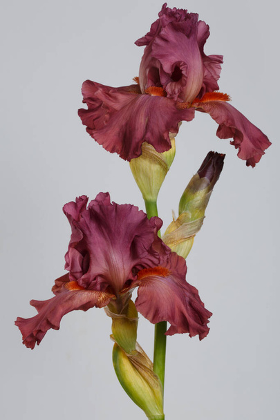 Dark iris flower isolated on gray background. - Zdjęcie, obraz