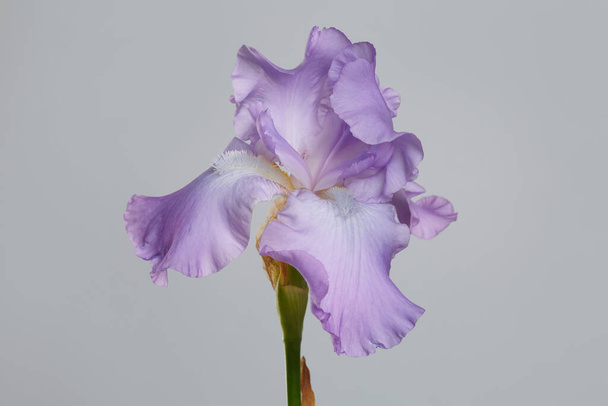 Tender purple iris flower isolated on gray background. - Valokuva, kuva