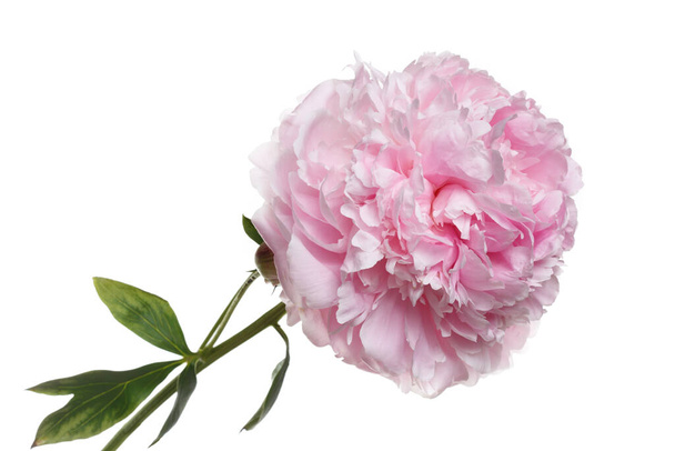 Tender pink peony flower isolated on white background. - Fotografie, Obrázek