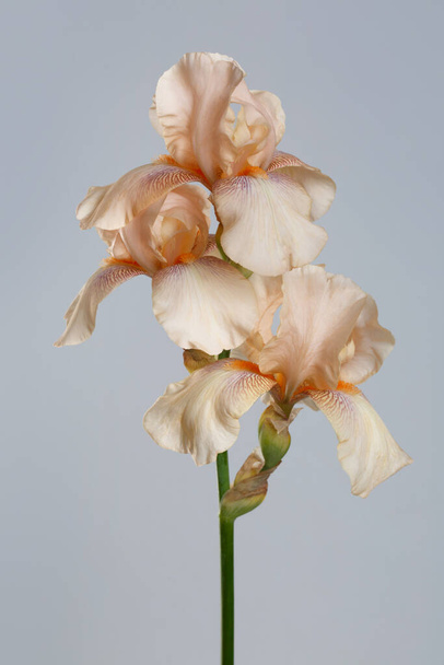 Delicate iris flower isolated on a gray background. - Photo, image