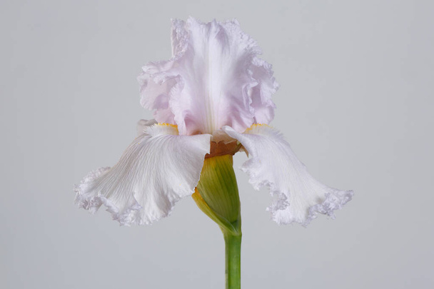 Delicate light lilac iris flower isolated on a gray background. - Φωτογραφία, εικόνα