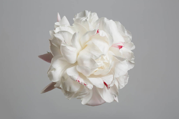 Tender white peony flower with pink speckle isolated on gray background. - Fotó, kép