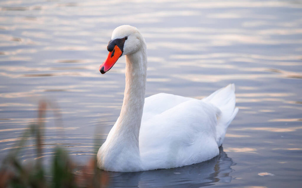 Swan on the water at golden sunset. - Photo, Image